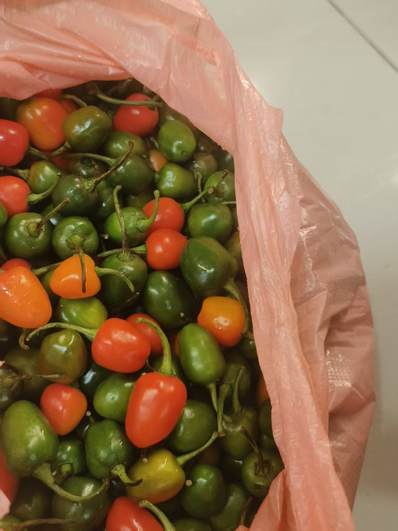PFG Store's Chili pepper